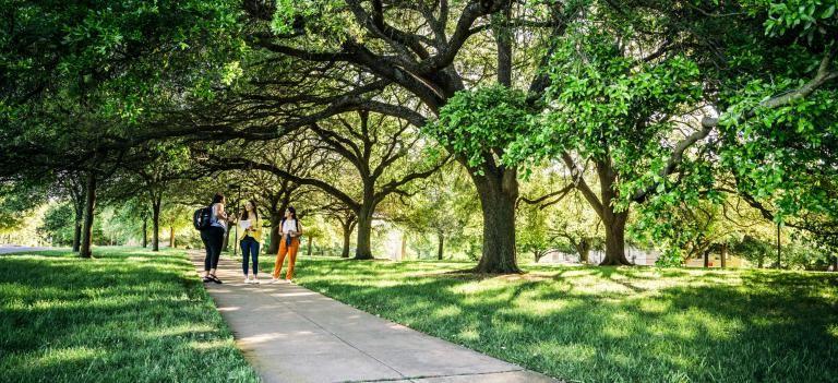 Three students stand far away on a tree-lined path with sun streaming through the trees.